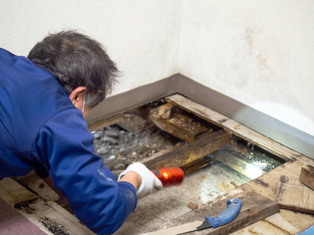 Best Home Mold Removal  in Eielson Af, AK