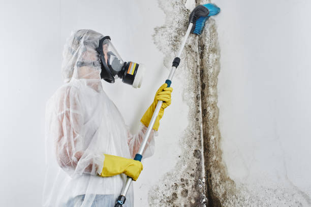 Best Mold Cleaning Services  in Eielson Af, AK