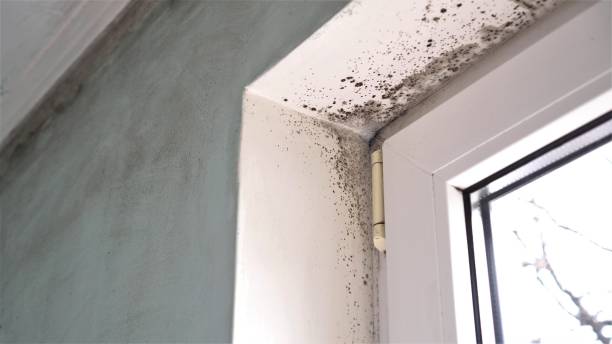 Best Emergency Mold Removal  in Eielson Af, AK