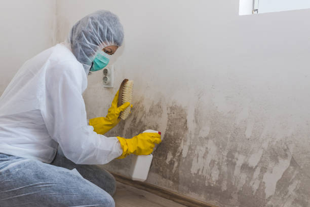 Best Certified Mold Removal  in Eielson Af, AK
