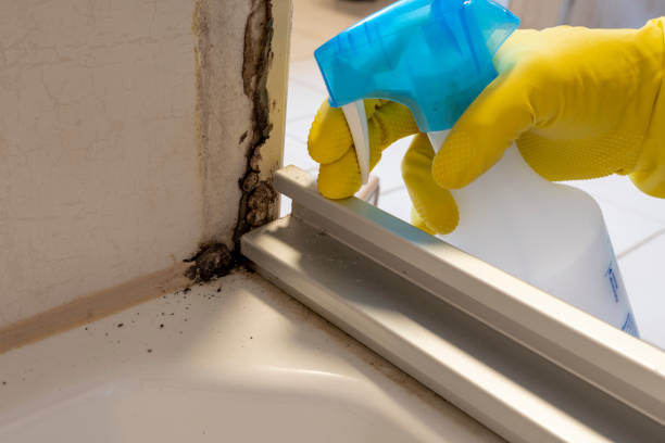 Best Attic Mold Removal  in Eielson Af, AK