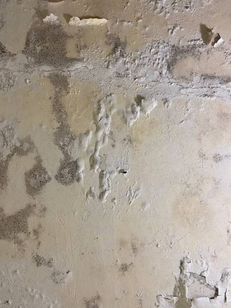 Best Mold Testing  in Eielson Af, AK