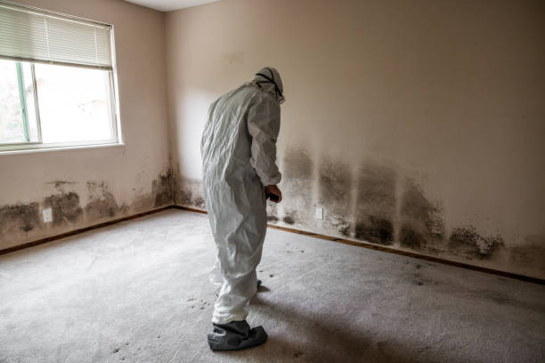 Best Residential Mold Removal  in Eielson Af, AK