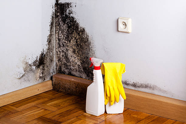 Best Mold Testing and Removal  in Eielson Af, AK