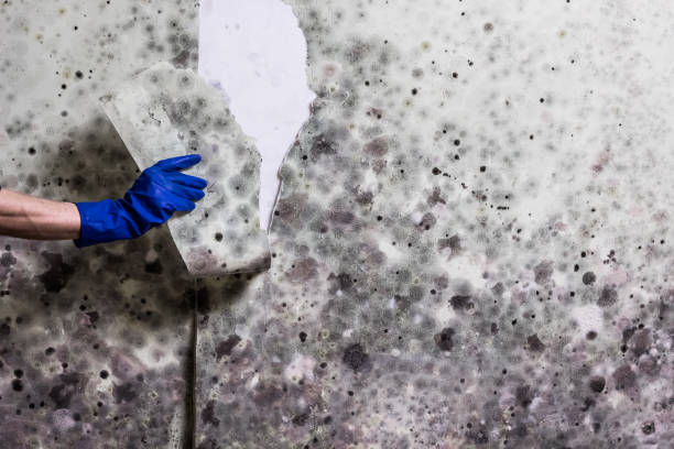 Mold Removal Process in Eielson Af, AK
