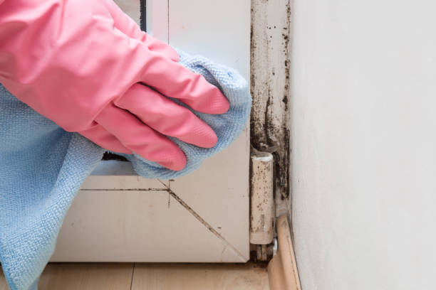 Mold Testing and Removal in Eielson Af, AK