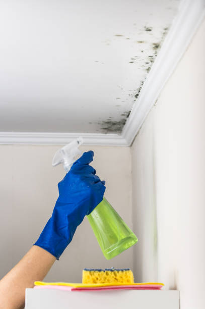 Best Same-Day Mold Removal  in Eielson Af, AK
