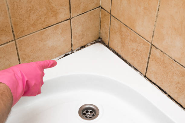 Best Mold Damage Repair  in Eielson Af, AK